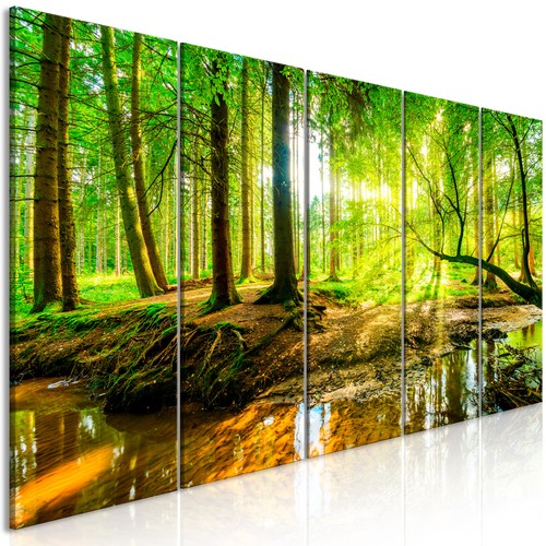 Sonne wald landschaft natur - sonne,