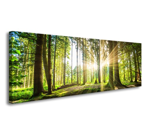 Bild tlg wald - 1, sonne
